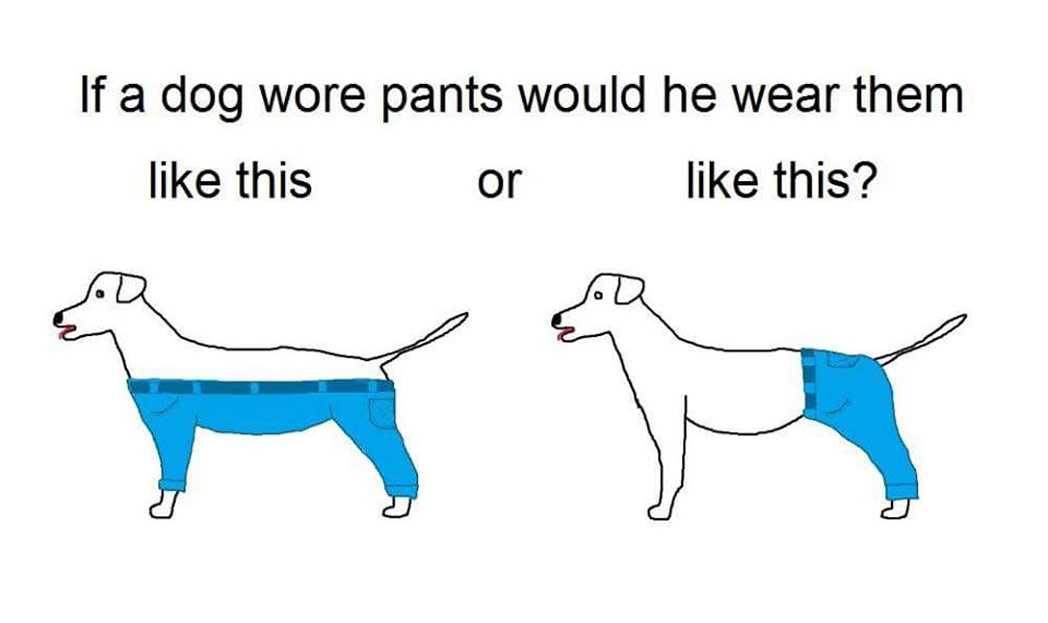 “Como deveria ser uma calça para cachorros?” viraliza na Internet