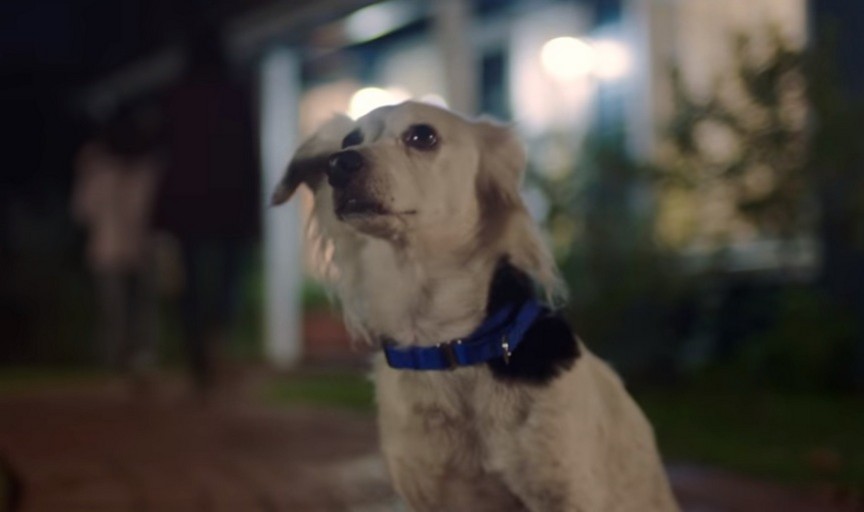 Honda aposta na emoção em comercial que conta história de cachorro