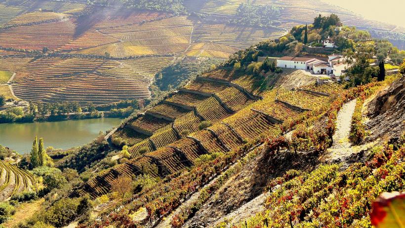 Produtores dos melhores vinhos portugueses em  Florianópolis