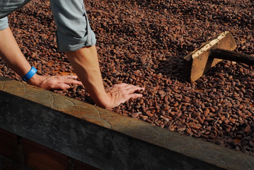 Nugali lança websérie sobre o cultivo do cacau e a fabricação de chocolate premiado