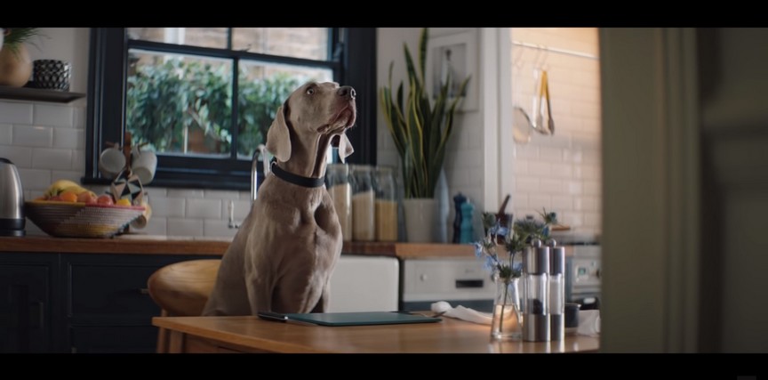 Jaguar promove linha de produtos para pets
