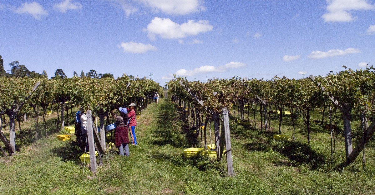 Região da altitude de Santa Catarina completa 20 anos na produção de vinhos de alta qualidade