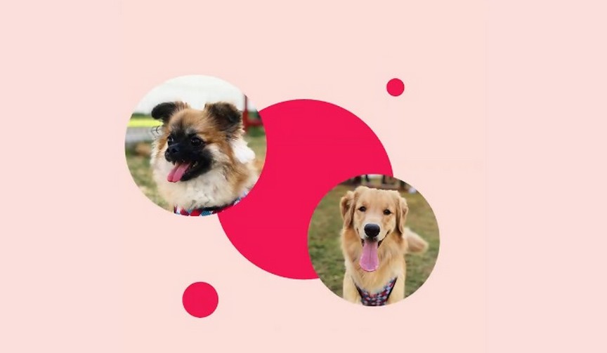 Importância dos pets durante a quarentena é tema de campanha da Dog Hero