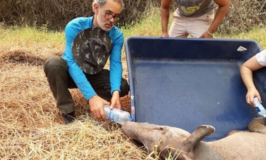 Coluna Ozinil Martins | O lado humano na tragédia pantaneira!