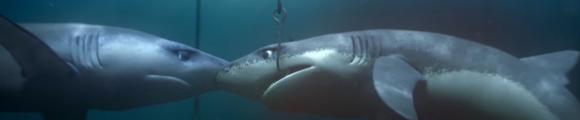 Greenpeace apresenta um curta-metragem sobre as ameaças aos tubarões