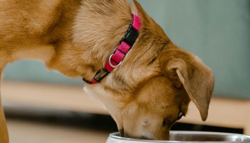 Para dar um upgrade em cães de abrigo, nova campanha da Pedigree aposta na “ajuda” da IA