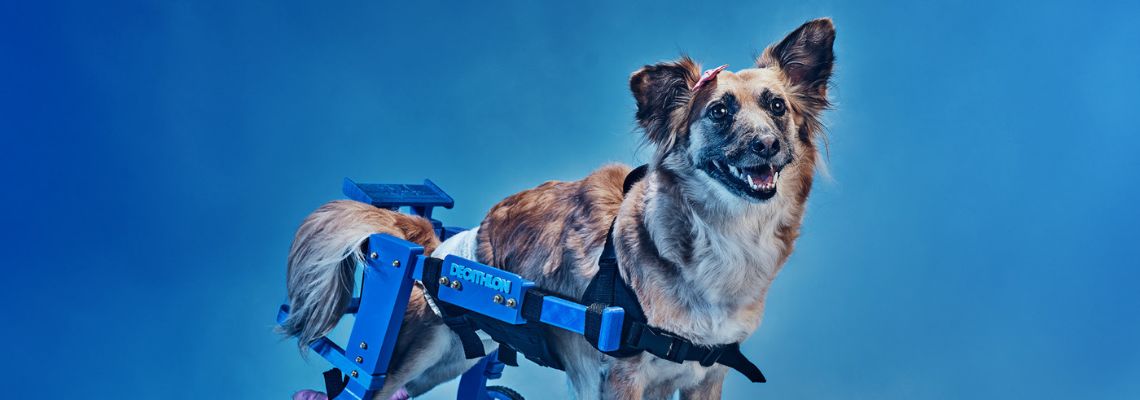 Decathlon realiza ação e promove a inclusão de cães com deficiência no esporte