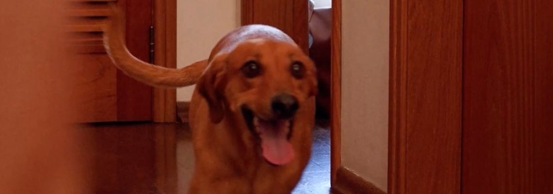 Petlove aposta no vínculo entre tutores e pets e reforça que a folia acontece o ano todo