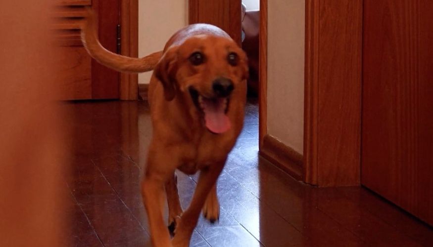 Petlove aposta no vínculo entre tutores e pets e reforça que a folia acontece o ano todo