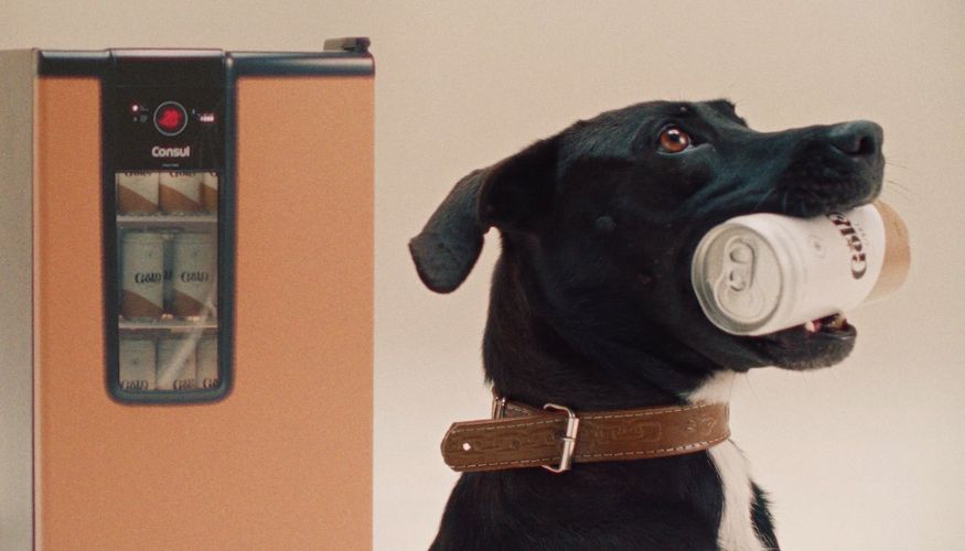 Consul lança campanha com Doutor Pet para incentivar adoção de cães idosos
