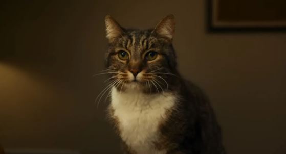Comercial engraçado da Apple sobre Inteligência Artificial tem gato mal-humorado Comercial engraçado da Apple sobre Inteligência Artificial tem gato mal-humorado