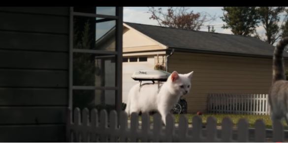 Peugeot aposta em cidade de gatinhos para destacar o novo 308 em campanha global Peugeot aposta em cidade de gatinhos para destacar o novo 308 em campanha global